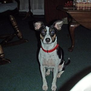 Meet your Posher, Phyllis